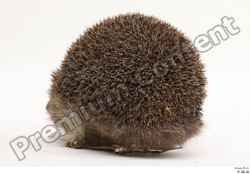  Hedgehog - Erinaceus europaeus # 3 